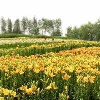 张福胜