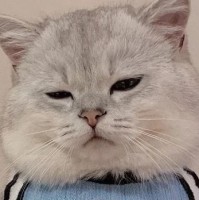 牛甲龙