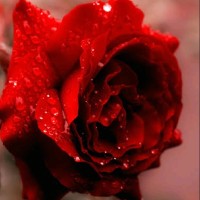 Afrin Fathima