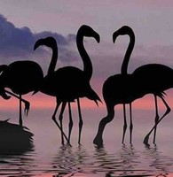 ام فهد الشمري