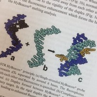 Hybeacon Flurogenic Probes