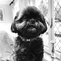 Guinness The Dog