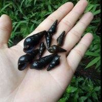 谢星华