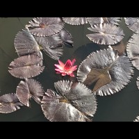 杨开恩