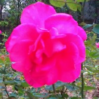 王丽芬