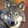 Echo wolf