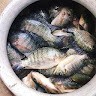 Noyon Noyon