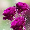 Md Rahimullah