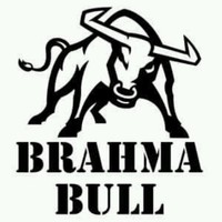 Brahma Bull