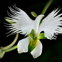 Manopriya K