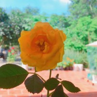 Thi Nguyễn