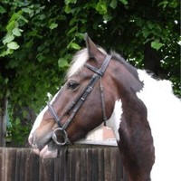 Kingston Riding Centre