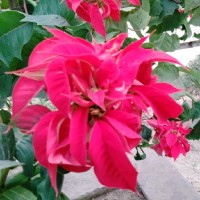 Umme Habiba