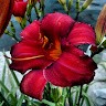 Dannette F.