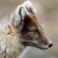Sue Fox