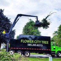 Flower city tree Inc