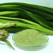 Pandan Powder Suppliers