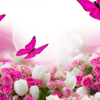 Syeda Pervin