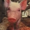 Mtm Family Farm