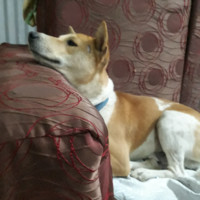 Katy zomawii Vaiphei