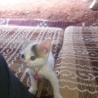 ابو عبد الرحمن null