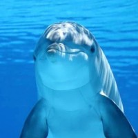 Aquis Allsealife