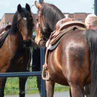 andre van der Sluys