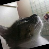 王慧娇