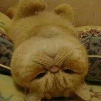 卢志鑫