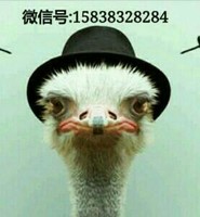 王晓艺