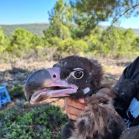 toribio alvarez delgado