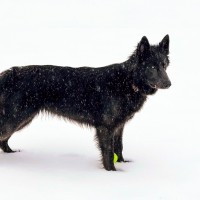 Nick ⚡Tawa of Power⚡