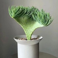 陈雅蓉