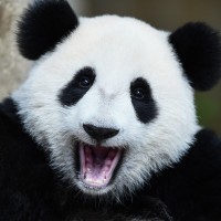 Panda Admin