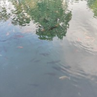 杨威峰