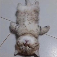张敏睿