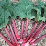Rhubarb Gaming