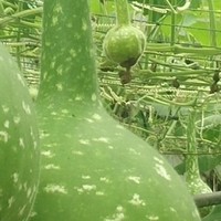 黄昌华