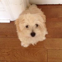 Mochi Adeldog