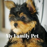 my family pet store