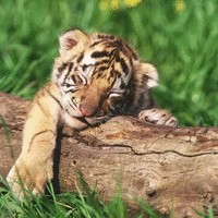 吴春发