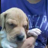 Aquiles Troya