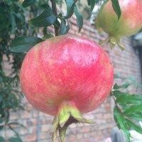 刘万里