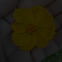 Hasthaisa Boro