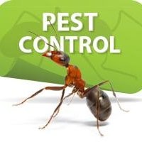 pest control dubai