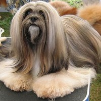 mari criscel carillo-sta ana