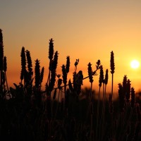 Jorge Amado Manuel de C.