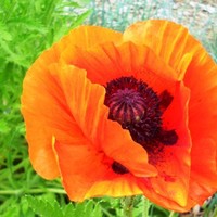 Sue (Susan) Herrmann