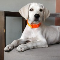 Jeen Pawstro