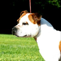 E-Ruffian.Com Kennels